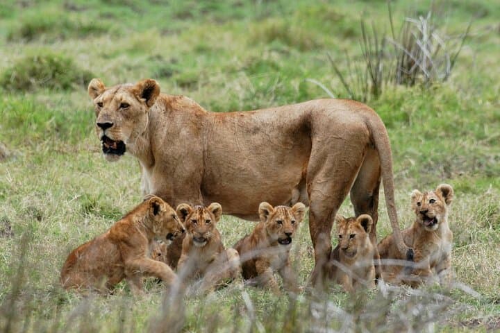 5-Day Private Safari: Mikumi to Nyerere (Selous) — Classic Southern Tanzania photo 4