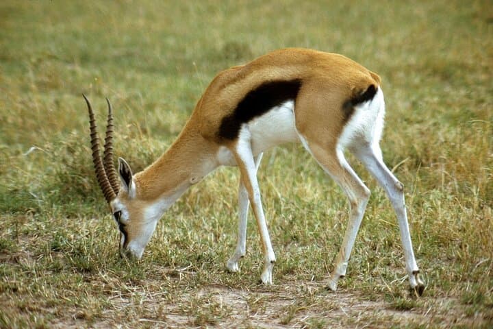 5-Day Private Safari: Mikumi to Nyerere (Selous) — Classic Southern Tanzania photo 5