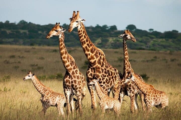5-Day Private Safari: Mikumi to Nyerere (Selous) — Classic Southern Tanzania photo 6