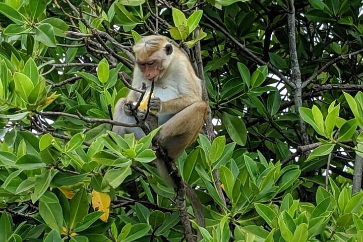 Negombo Monkey Island Lagoon Tour: 3-Hour Boat Trip to Wild Monkeys