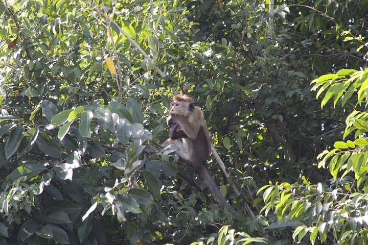 Negombo Monkey Island Lagoon Tour: 3-Hour Boat Trip to Wild Monkeys photo 2