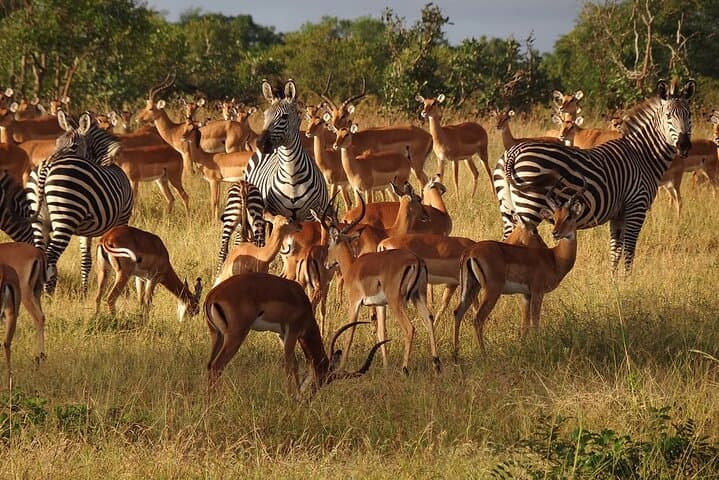 8-Day Private Safari: Tanzania’s Southern Circuit — Selous, Mikumi, Udzungwa & Ruaha photo 3