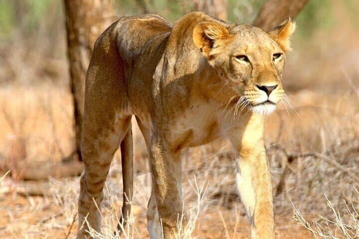 8-Day Private Safari: Tanzania’s Southern Circuit — Selous, Mikumi, Udzungwa & Ruaha
