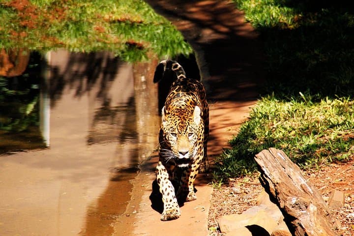 Itaipu Dam & Bela Vista Eco Retreat Tour — Dam Views, Forest Walks, and Wildlife