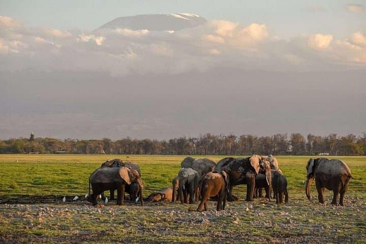 Amboseli Day Safari: Elephants, Kilimanjaro Views & Masai Plains photo 3