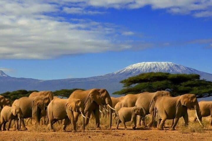 Amboseli Day Safari: Elephants, Kilimanjaro Views & Masai Plains photo 2