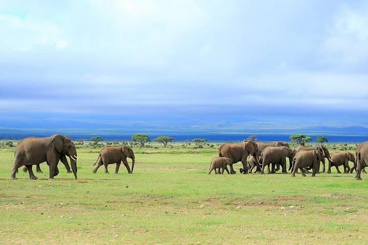 3-Day Private Amboseli National Park Safari — Elephants and Kilimanjaro Views photo 4
