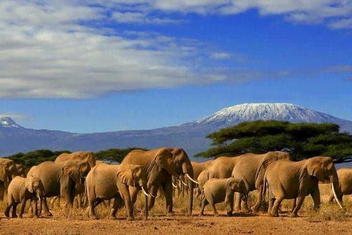 3-Day Private Amboseli National Park Safari — Elephants and Kilimanjaro Views photo 1