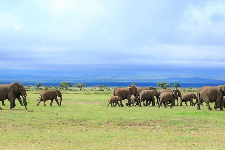 Amboseli Overnight Safari: Two-Day Wildlife & Kilimanjaro Views from Nairobi photo 4