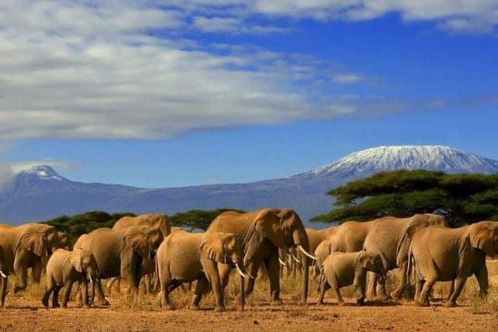 Amboseli Overnight Safari: Two-Day Wildlife & Kilimanjaro Views from Nairobi photo 1