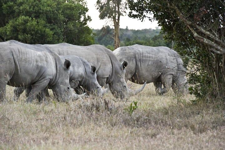 Full-Day Ol Pejeta Game Drive from Nairobi: See Rhinos, Chimps & the Big Five photo 3