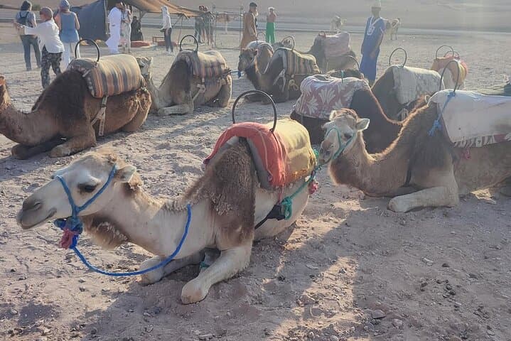 Agafay Desert Sunset Quad & Camel Tour from Marrakech with Dinner photo 4