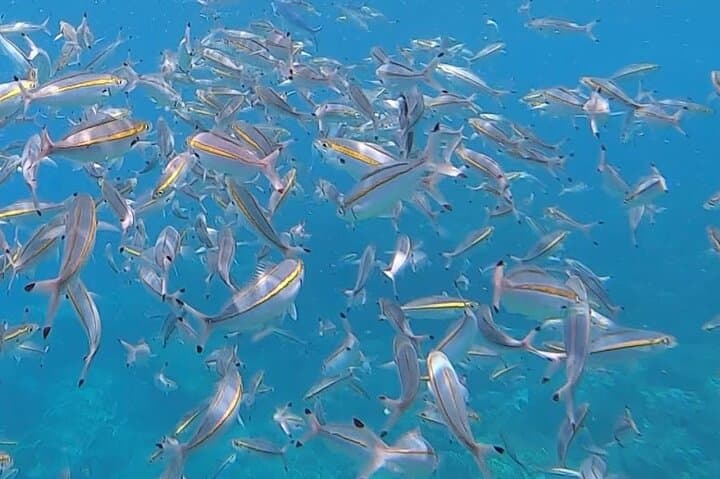 Trincomalee Scuba Diving: 3-Hour Guided Dives for Whale Sharks & Coral photo 4
