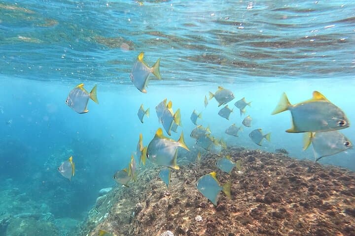 Trincomalee Scuba Diving: 3-Hour Guided Dives for Whale Sharks & Coral photo 6