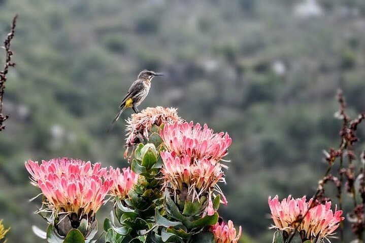 Robben Island, Table Mountain & Kirstenbosch Day Tour from Cape Town
