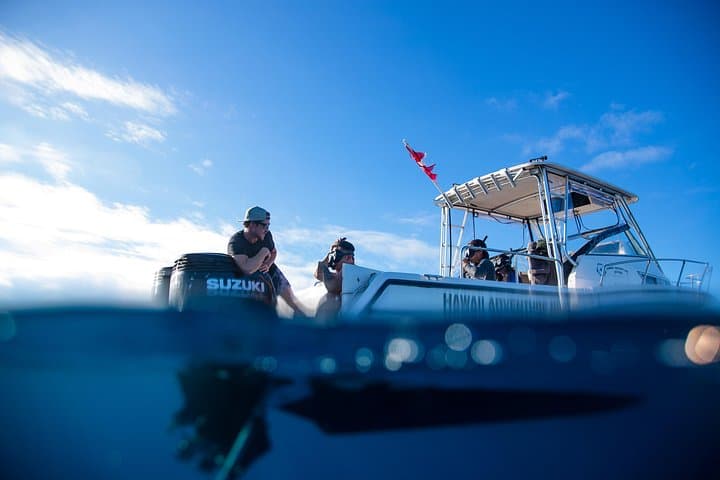 Private Shark Dive Oahu: Guided North Shore Shark Snorkel from Haleiwa Harbor photo 2