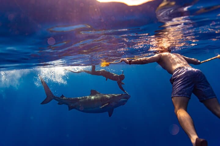 Private Shark Dive Oahu: Guided North Shore Shark Snorkel from Haleiwa Harbor photo 3