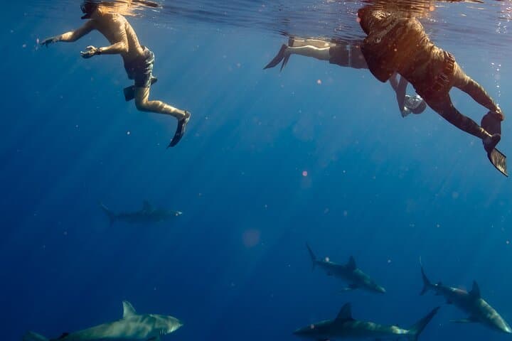 Private Shark Dive Oahu: Guided North Shore Shark Snorkel from Haleiwa Harbor photo 4