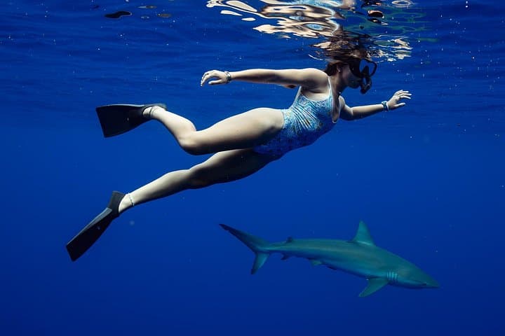 Private Shark Dive Oahu: Guided North Shore Shark Snorkel from Haleiwa Harbor photo 5