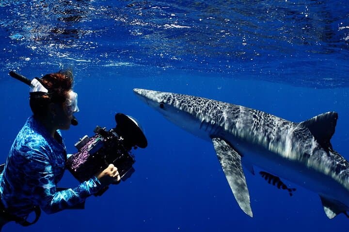 Private Shark Dive Oahu: Guided North Shore Shark Snorkel from Haleiwa Harbor photo 6