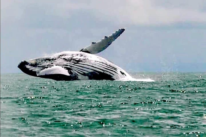 Puntarenas Whale & Dolphin Watching — Curú and Paquera Marine Area Tour photo 3