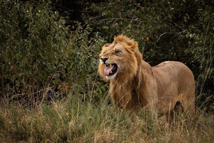 Masai Mara 3-Day Safari: Big Five Game Drives & Maasai Culture photo 1