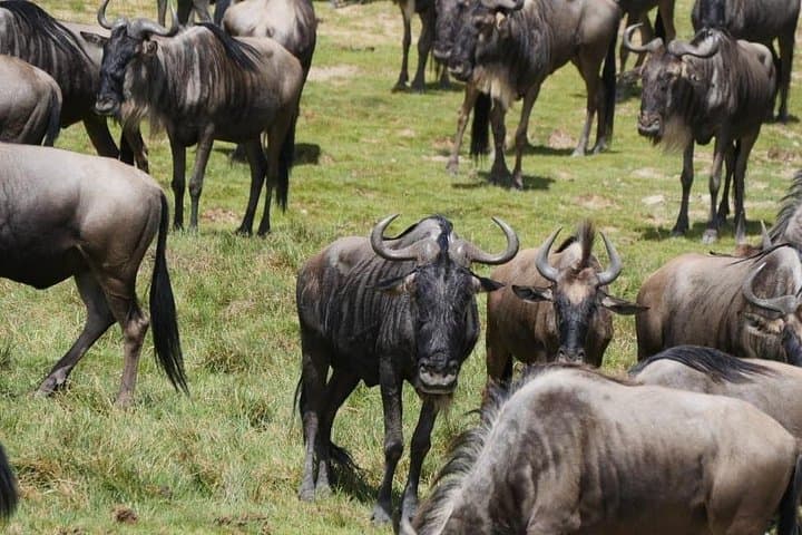 Masai Mara 3-Day Safari: Big Five Game Drives & Maasai Culture photo 4