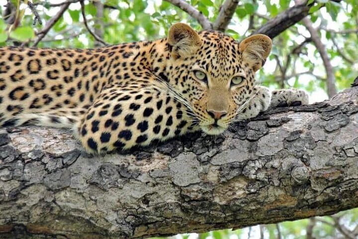 Aquila Safari Full-Day Big Five Safari from Cape Town photo 2