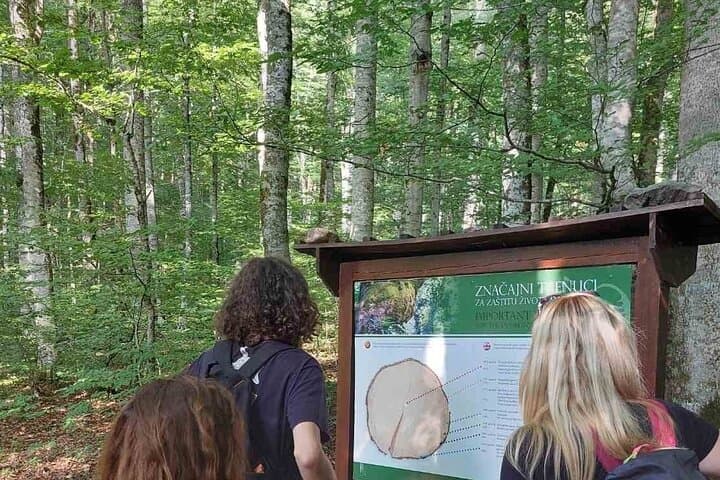 Montenegro North Tour: Biogradska Gora, Moraca Canyon & Monastery Day Trip photo 4