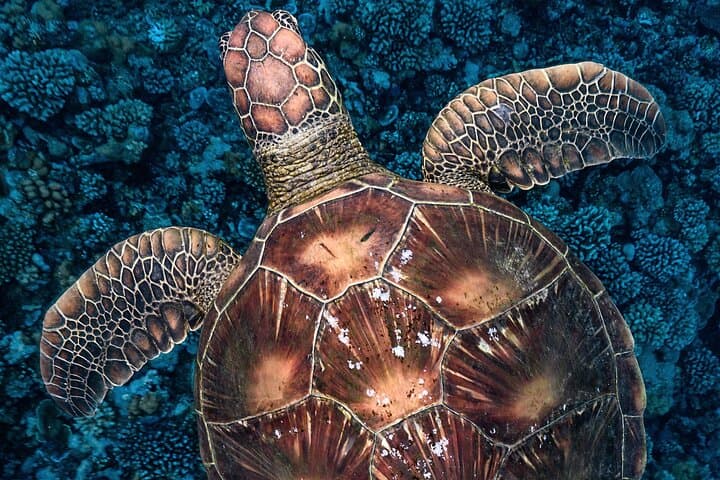 Private Boat Tours on Moorea Lagoon: Snorkel Turtles, Rays & Tropical Fish photo 3