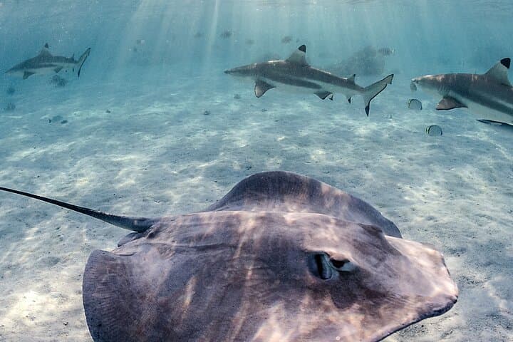 Moorea Sunset Shark and Ray Encounter: Small-Group Lagoon Excursion photo 3