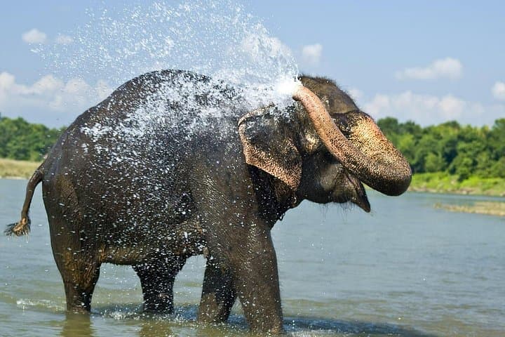 Luxury Chitwan Jungle Safari: 2-Day Wildlife Adventure in Nepal photo 1