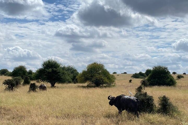 Exploring Nairobi National Park: A Half-Day Safari Adventure in Kenya’s Capital