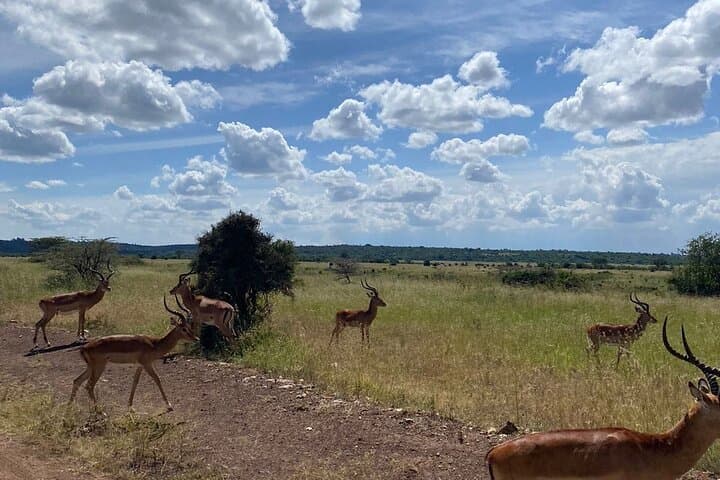 Inside Nairobi’s Dynamic Circuit: A Private Guided Safari and Cultural Expedition photo 5
