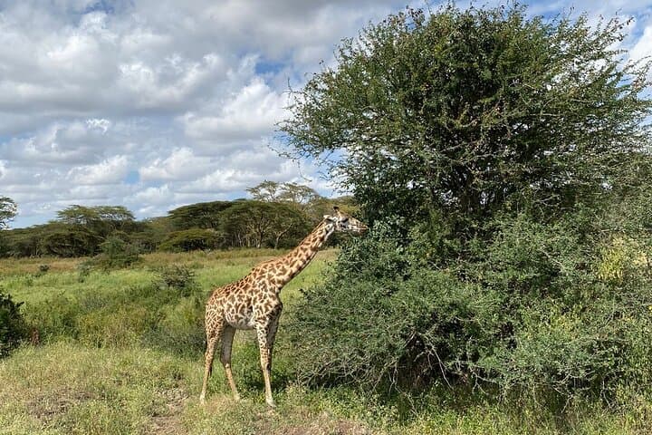 Inside Nairobi’s Dynamic Circuit: A Private Guided Safari and Cultural Expedition photo 6