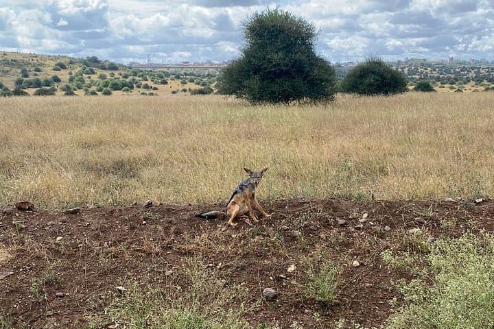 Exploring Nairobi National Park: A Half-Day Safari Adventure in Kenya’s Capital photo 5