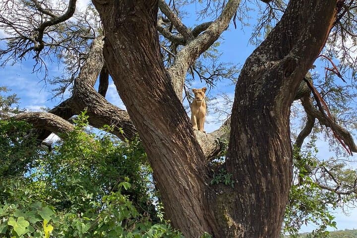 Exploring Nairobi National Park: A Half-Day Safari Adventure in Kenya’s Capital photo 6