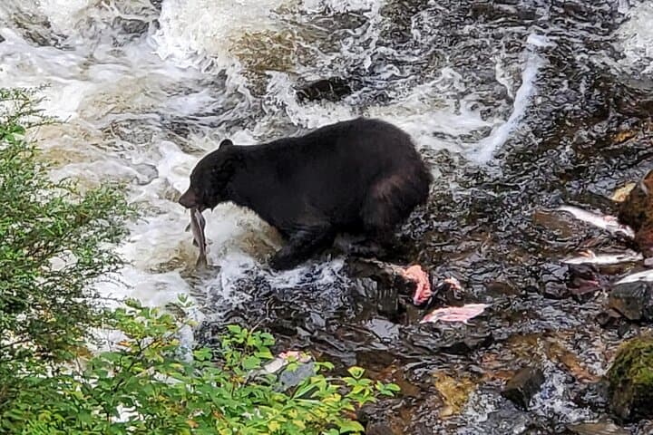 Explore Ketchikan’s Wild Heritage on the Tongass Trolley Tour photo 5