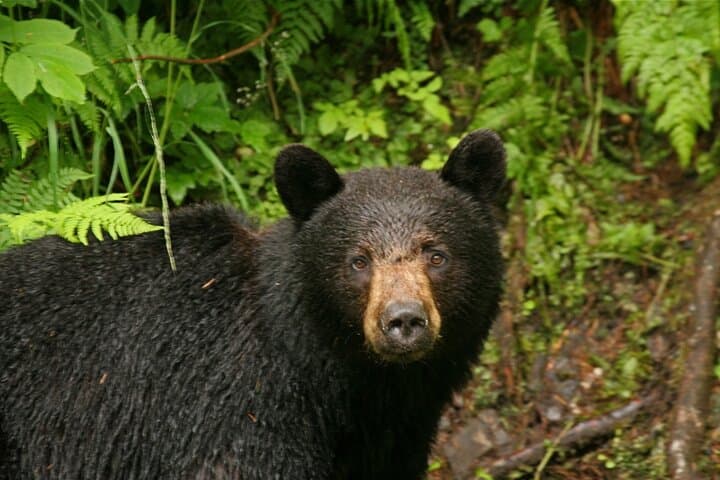 Explore Ketchikan’s Wild Heritage on the Tongass Trolley Tour photo 6
