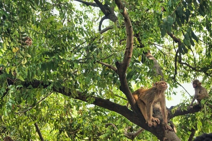 7-Day Private Nepal Tour: Kathmandu, Pokhara & Chitwan Highlights photo 5