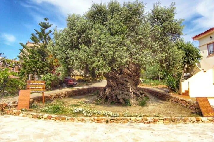 Crete Olive Oil Immersion: Ancient Trees and Organic Fruit Tasting photo 5