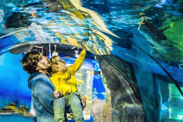 Inside Dubai Aquarium: A Practical Guide to the 10-Million-Litre Underwater World