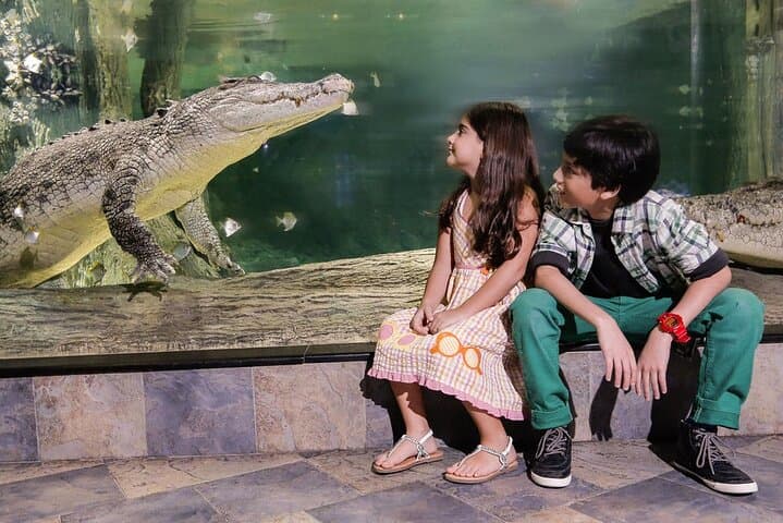 Inside Dubai Aquarium: A Practical Guide to the 10-Million-Litre Underwater World photo 4