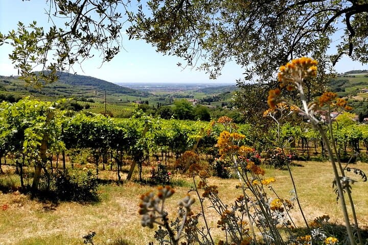 Verona Natural Wine Cellar Tour & Tasting in San Martino Buon Albergo photo 3