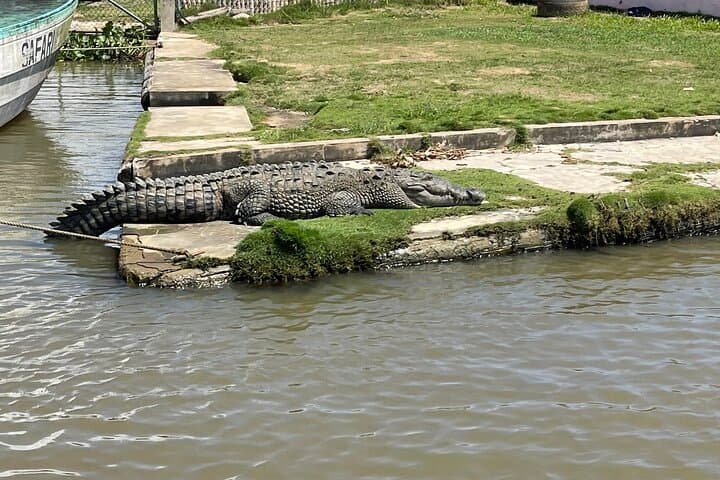 Negril Day Trip to YS Falls, Black River Safari & Pelican Bar