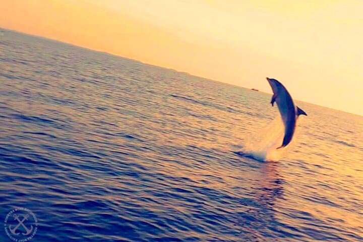Dolphin Watching in Brijuni National Park — Sunset Cruise from Pula photo 4