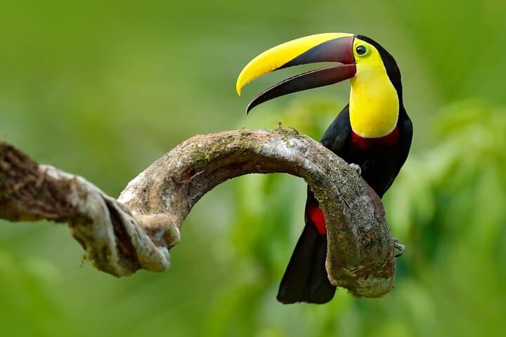 Private 9-Day Costa Rica: Arenal, Monteverde & Manuel Antonio Adventure photo 4