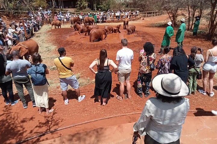 Inside Nairobi’s Dynamic Circuit: A Private Guided Safari and Cultural Expedition