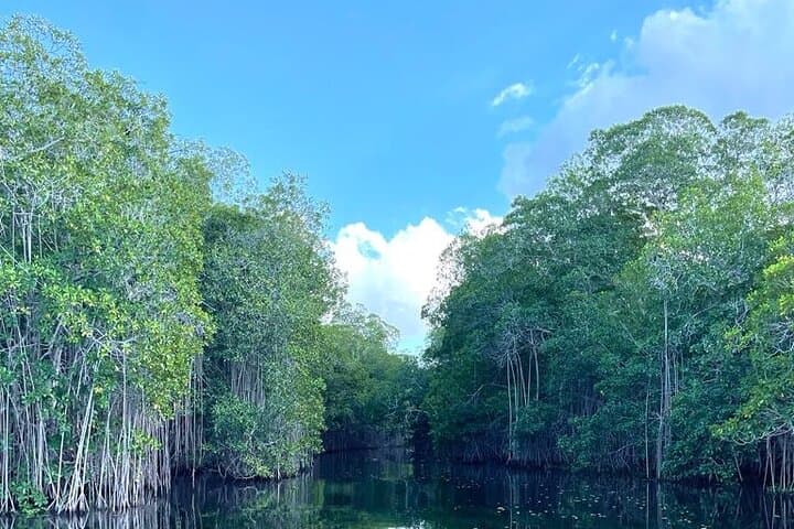 Negril Day Trip to YS Falls, Black River Safari & Pelican Bar photo 6