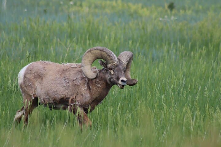 Private Wildlife Biologist Tour of the Black Hills: Wind Cave, Custer State Park & Needles Highway photo 5
